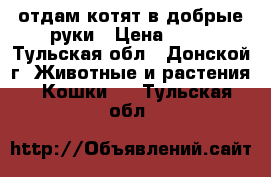 отдам котят в добрые руки › Цена ­ 10 - Тульская обл., Донской г. Животные и растения » Кошки   . Тульская обл.